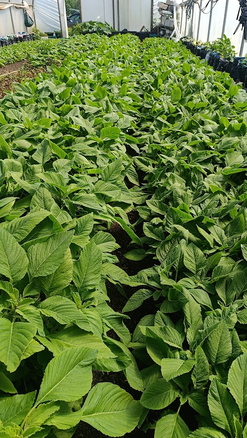 Amaranth (African Spinach)