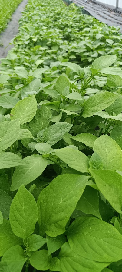 Black Nightshade (Bilolo / Managu / Njama Njama)