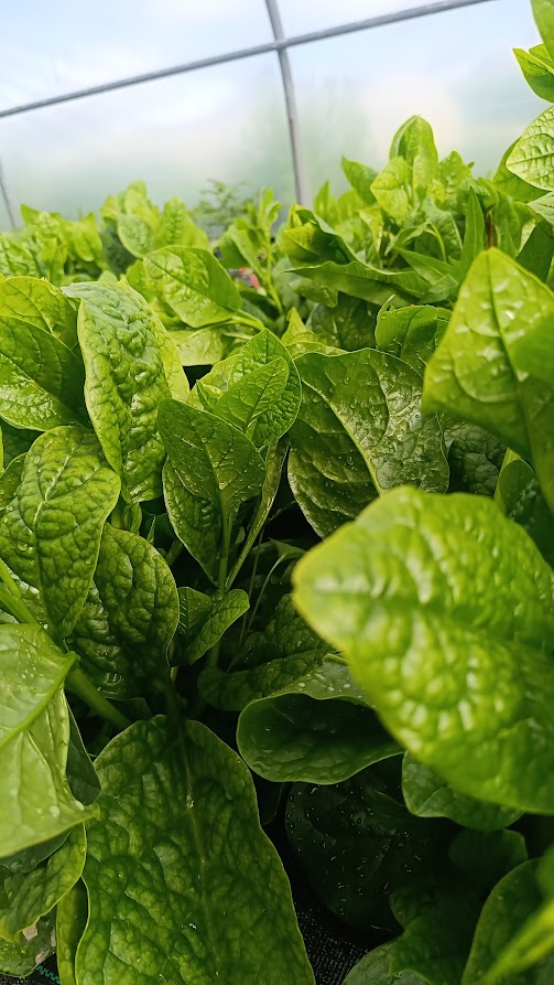 Malabar Spinach