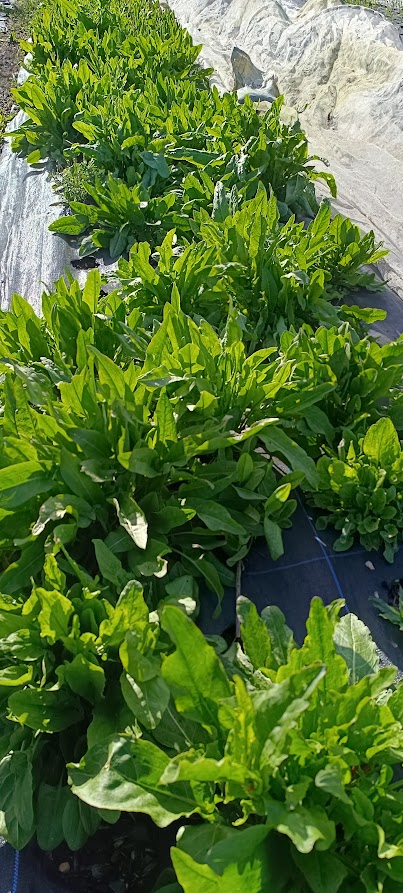 Sorrel Leaves (Oseille)