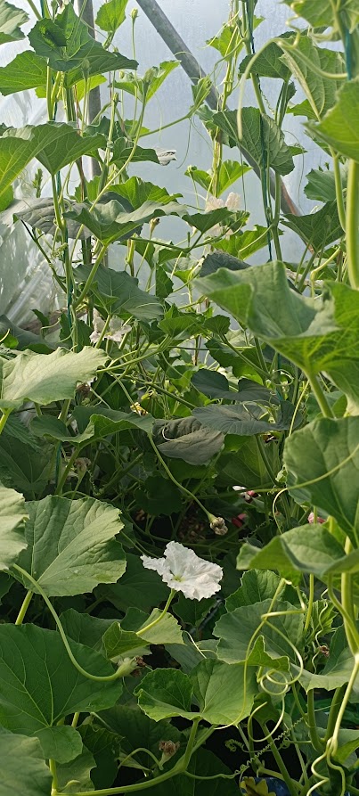 Squash Leaves