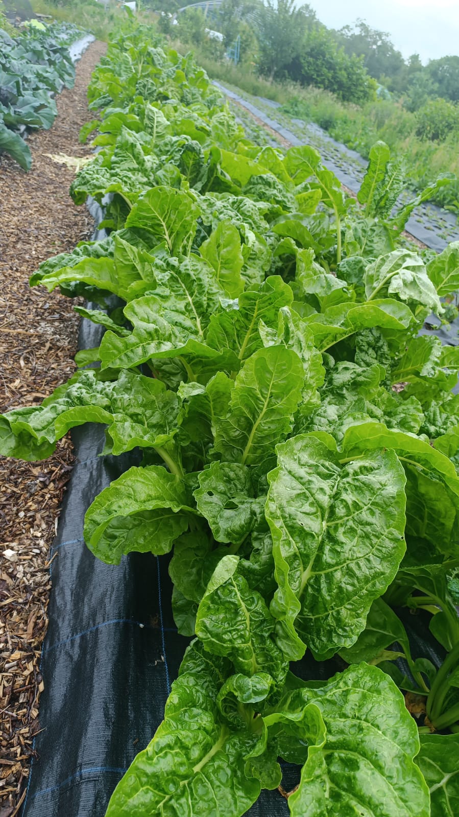 Swiss Chard
