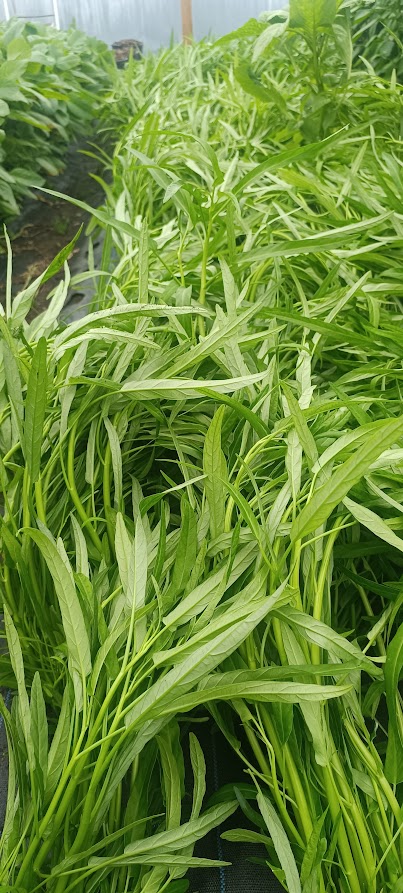 Water Spinach / Morning Glory (Kangkong)
