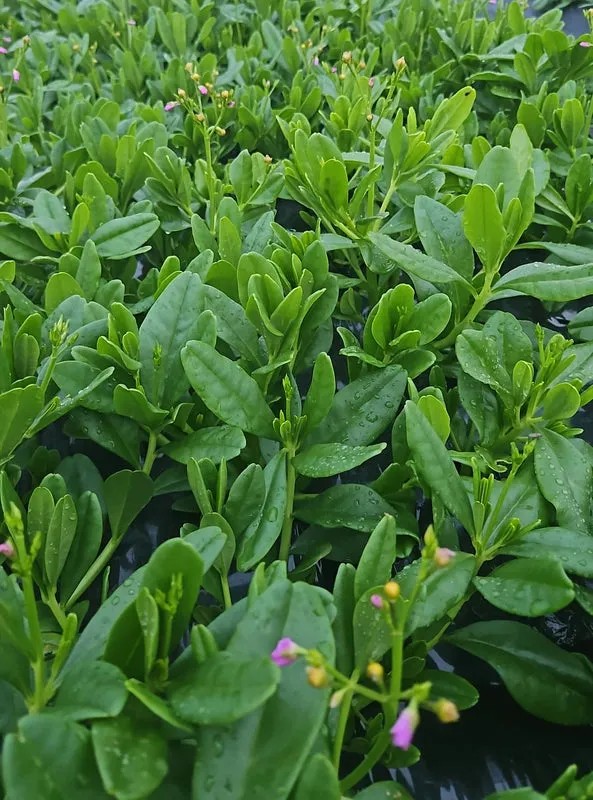 Waterleaf (Talinum triangulare)